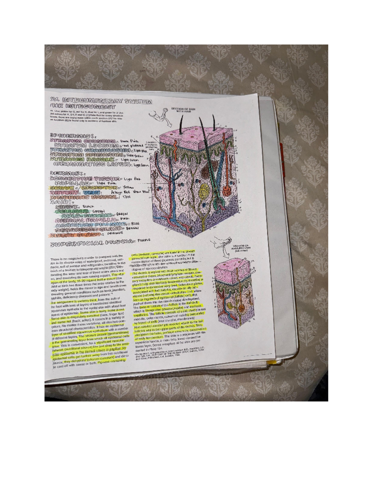 Integument Diagram - 3V. INTEGUMENTARY SYSTEM THE INTEGUMENT SECTION OF ...