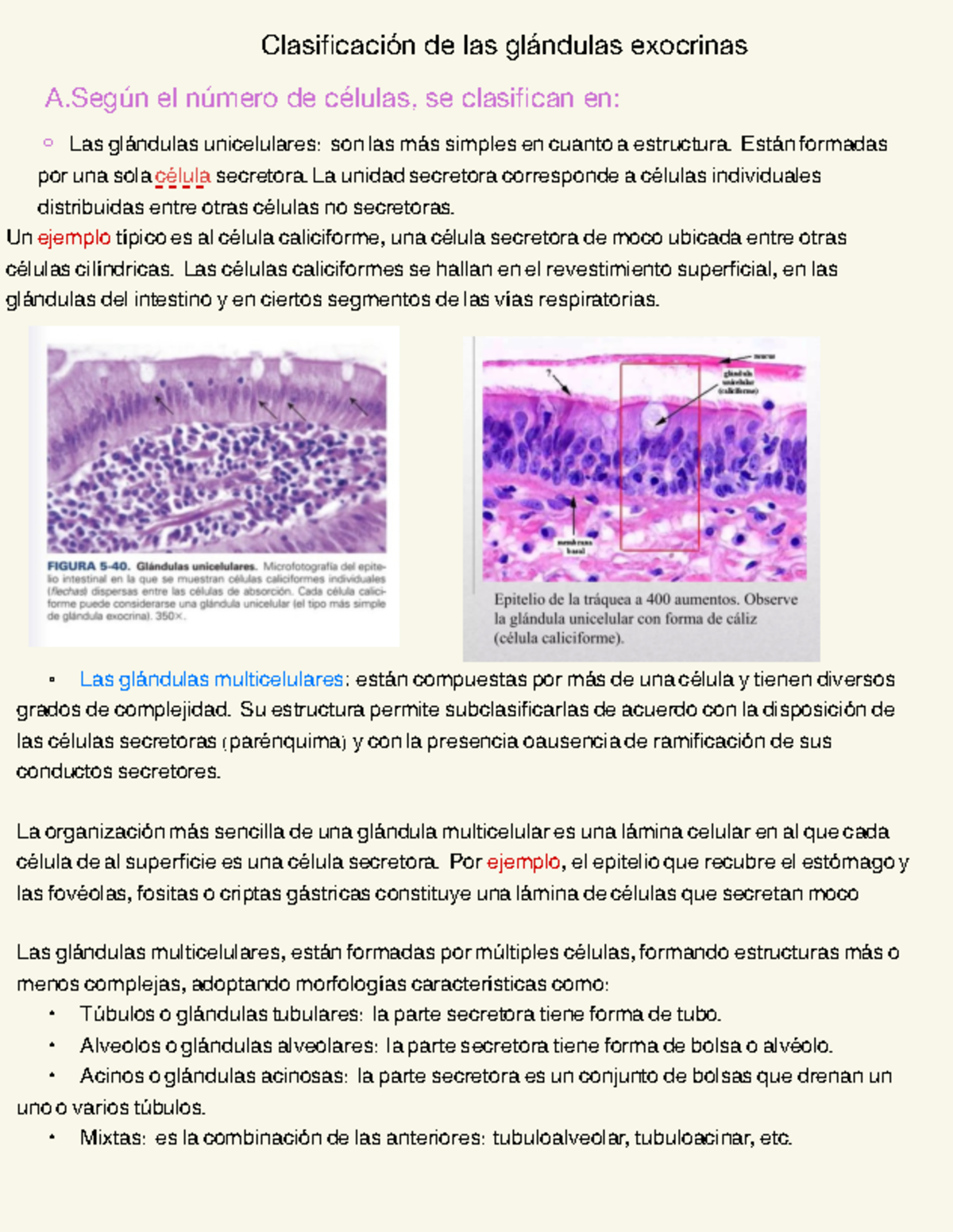 Clasificación de Glándulas Exocrinas - Resumen de Histología - Studocu