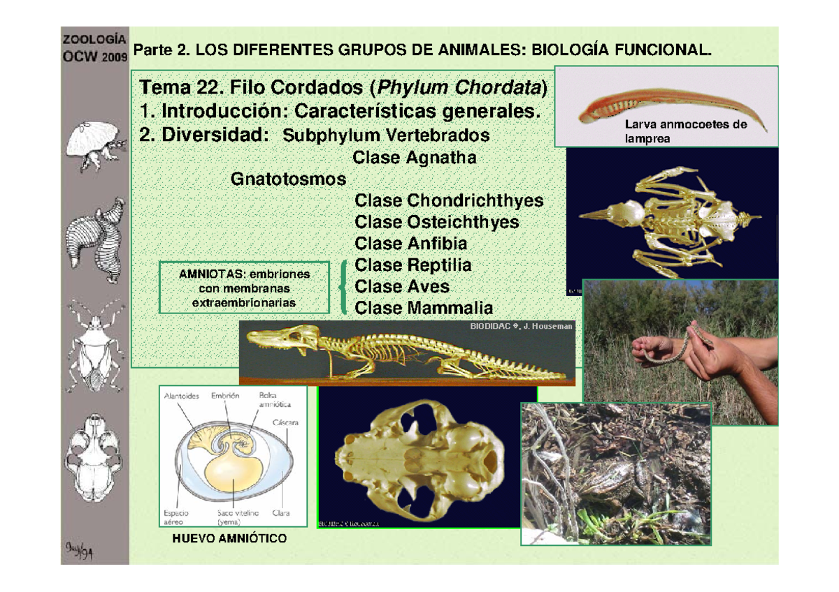 Atlas Temático de Zoología de Vertebrados B - Idea Book S.A. - Studocu, image size:1200x848
