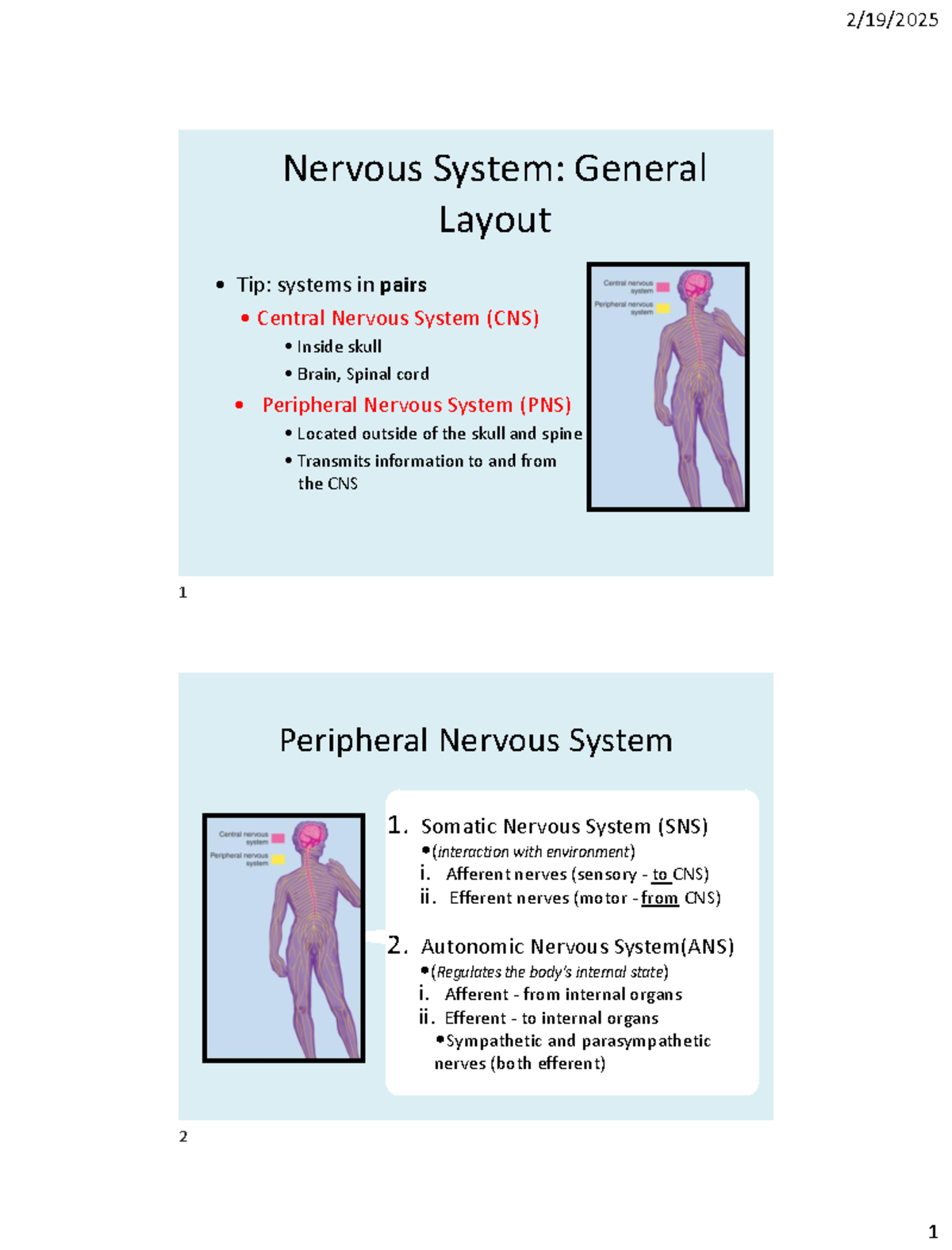 Nervous System Overview: CNS and PNS Functions (BIO101) - Nervous ...
