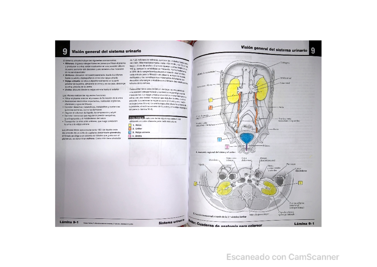 Resumen del Sistema Urinario para Odontólogos - Anatomía y Funciones ...