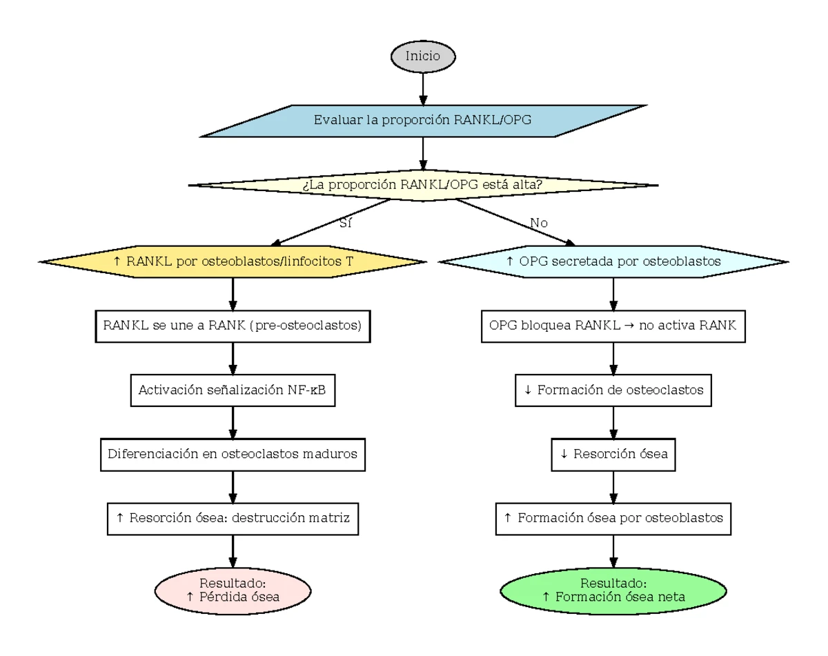Diagrama Flujo Rankl OPG - Inicio Evaluar proporción RANKL/OPG ¿La ...