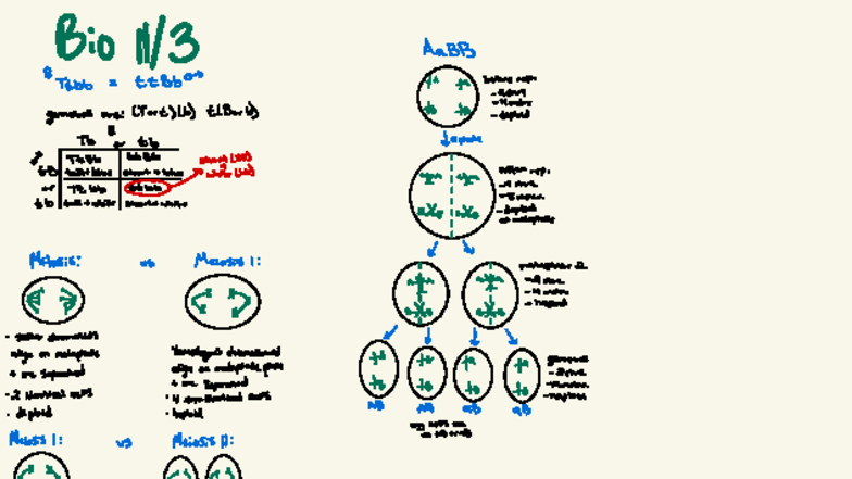 Biology 19 - Meiosis and Mitosis Overview Notes - Studocu