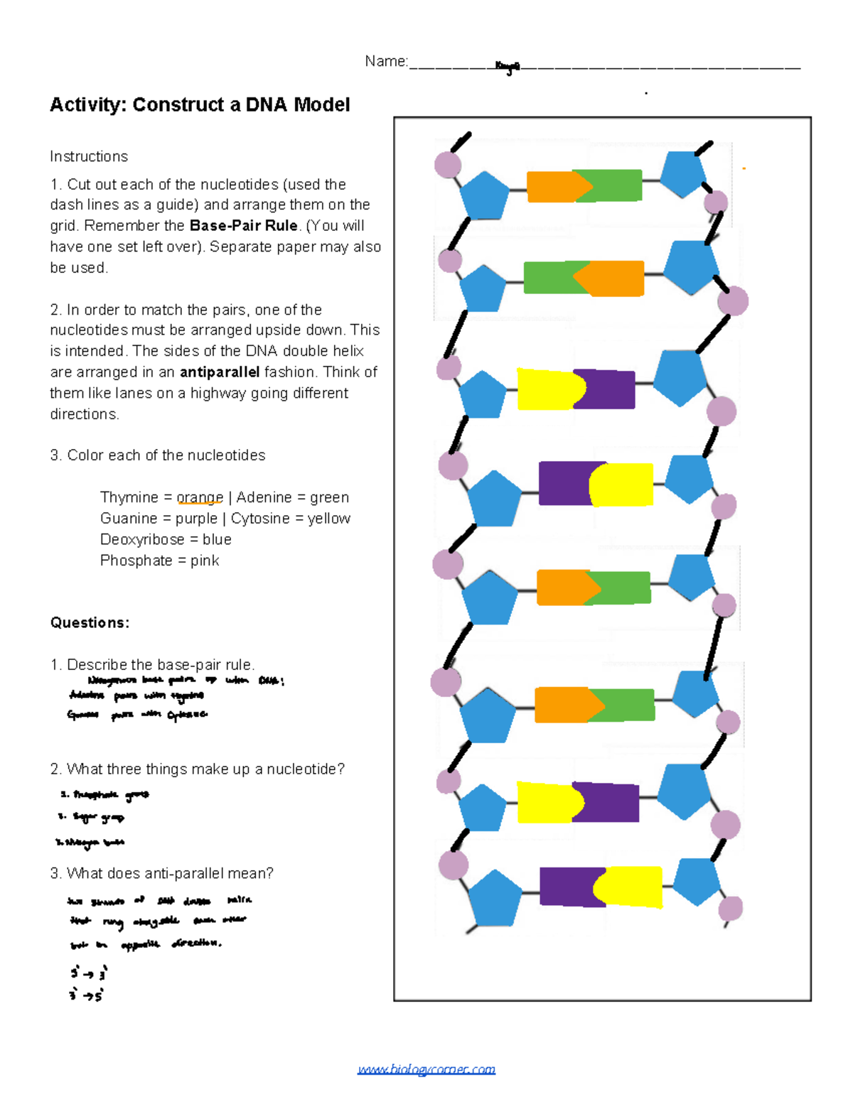 Knyati Activity: Constructing a DNA Model Instructions and Guide - Studocu