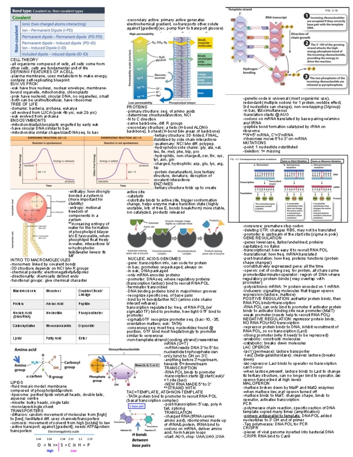 Final Cheat Sheet: Gene Expression, Operons, and CRISPR (Bio 101) - Studocu