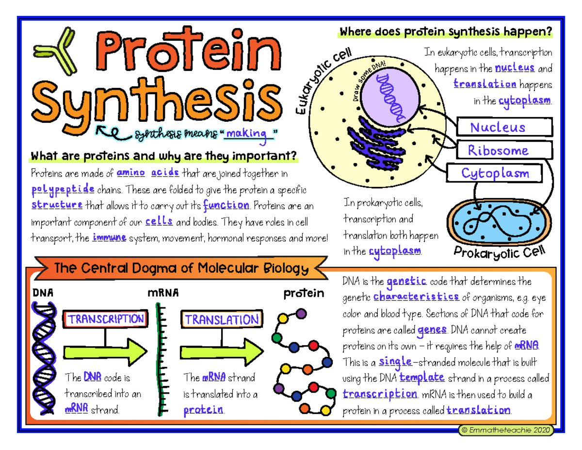 Protein Synthesis Overview: Transcription & Translation (BIO 101) - Studocu
