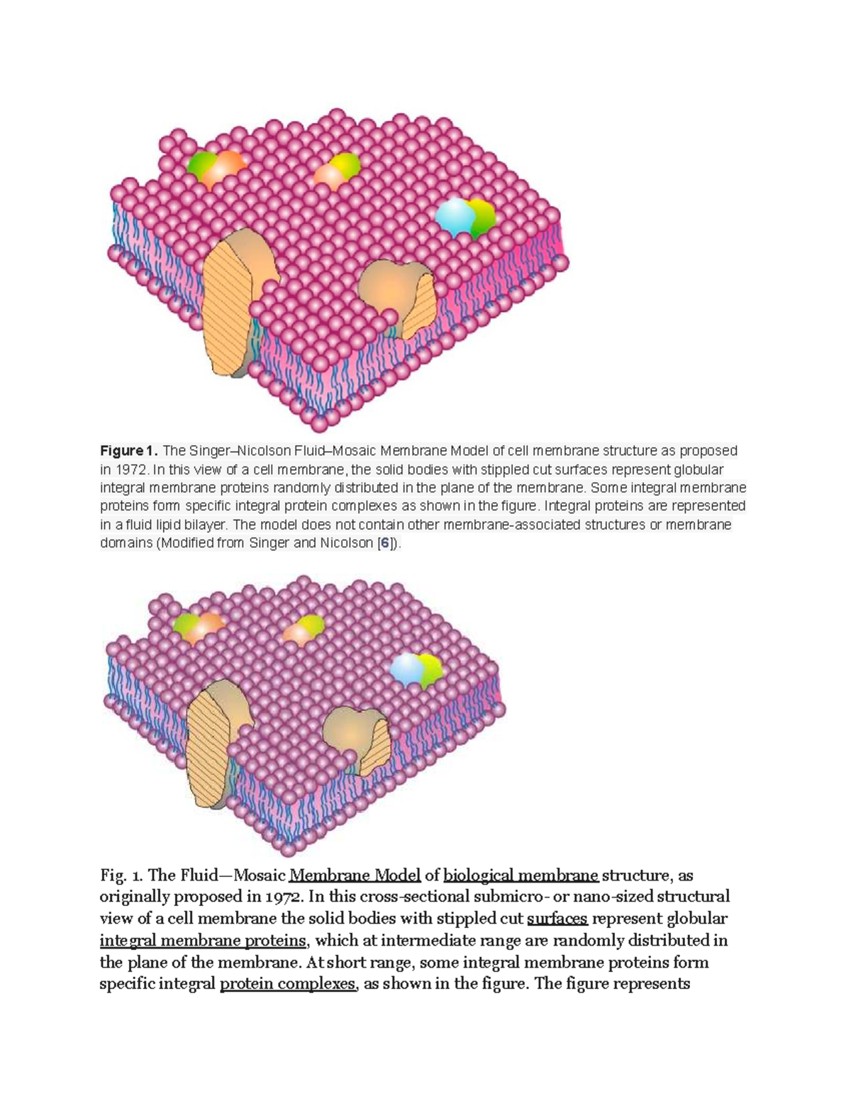 Biology 2025: Updated Membrane Model and Its Implications - Studocu