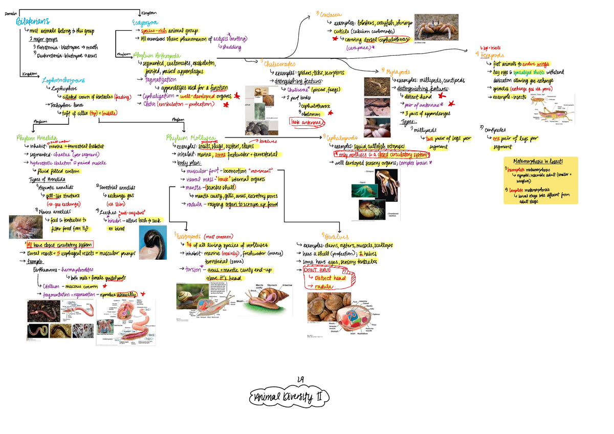 Animal Diversity II Notes: Protostomia and Major Groups - Studocu