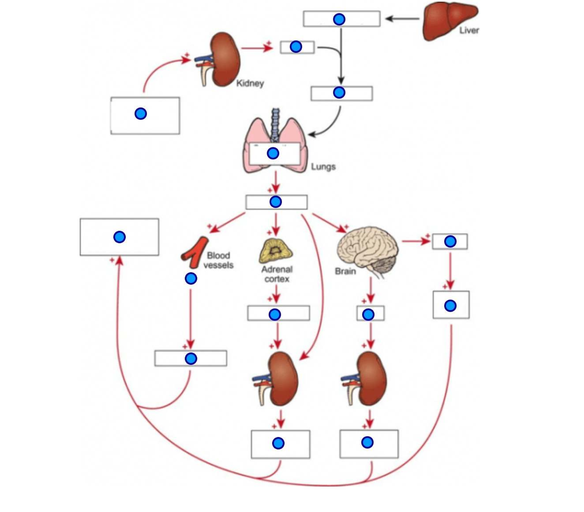 RAAS - class lecture pdf - NSG 124 - Liver Kidney Lungs Blood vessels ...