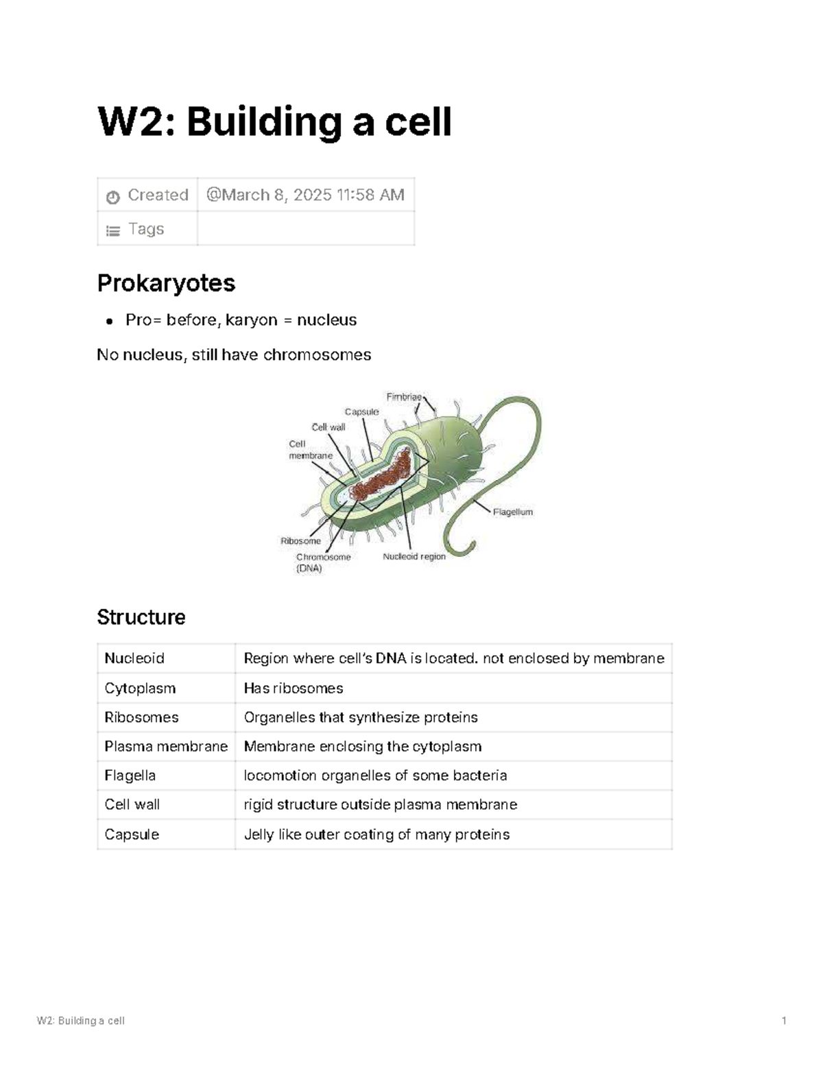 W2: Lecture 1 Summary on Building a Cell - Studocu