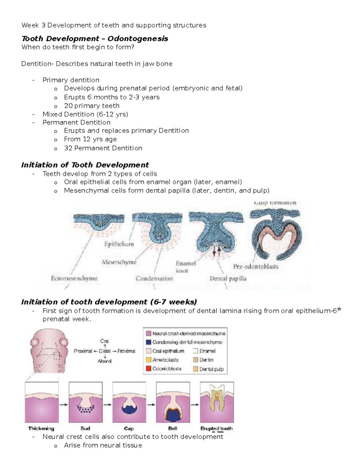 Week 3: Tooth Development & Supporting Structures (Odontogenesis) - Studocu