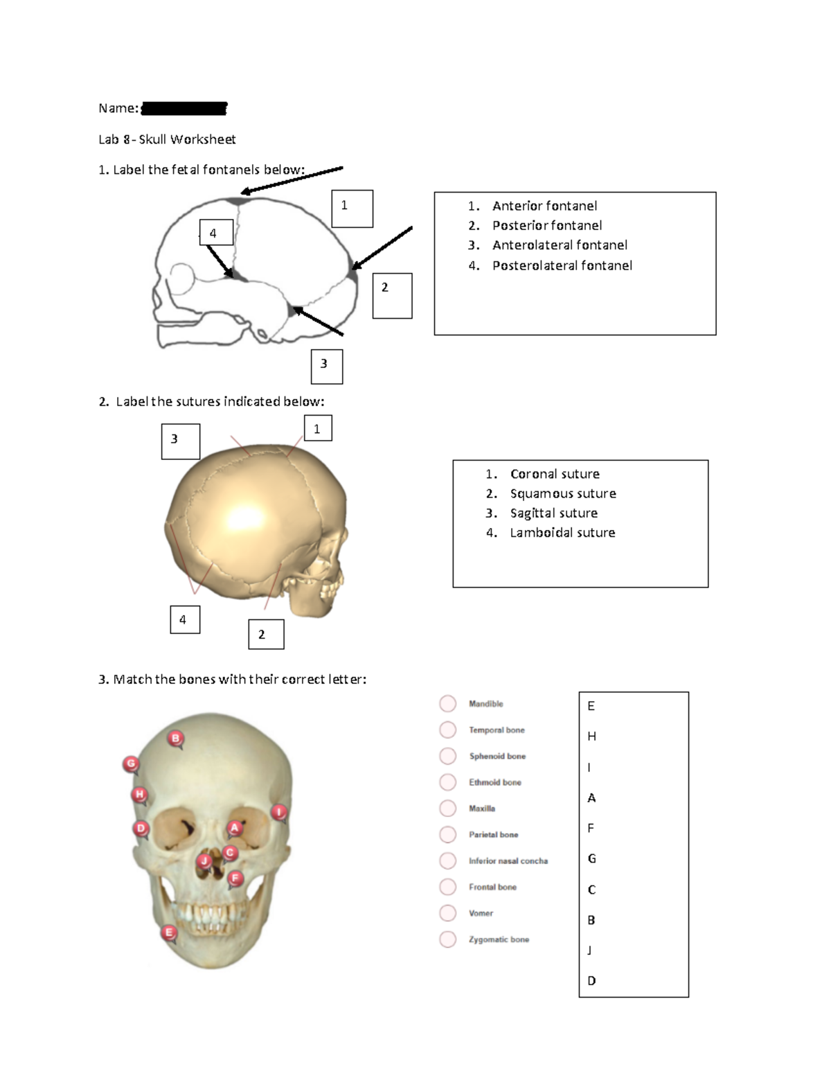 Skull Anatomy Worksheets Skull Labeling Worksheet — Db Excel.com