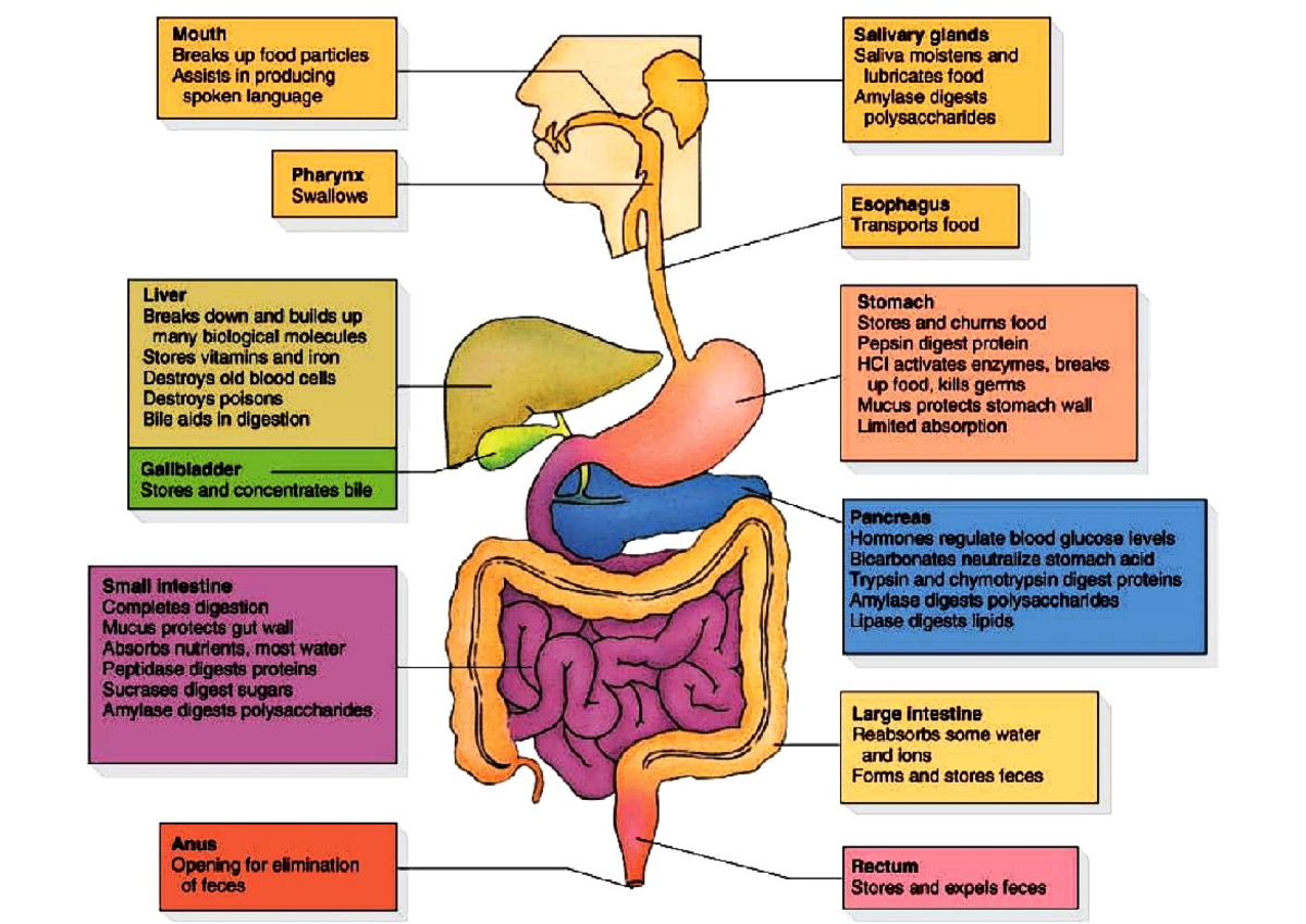 Gastrointestinal System Overview: Functions & Processes - Studocu