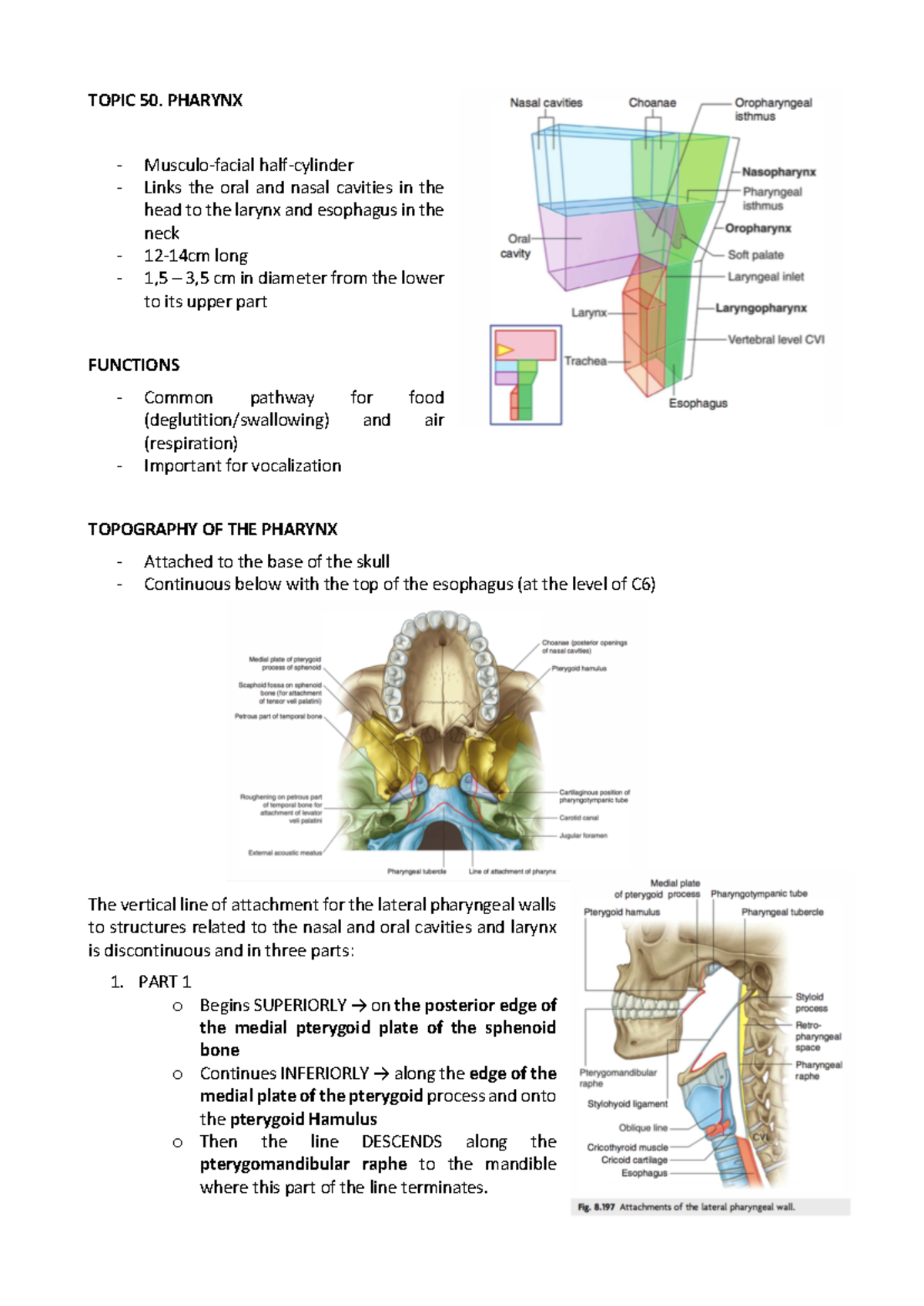 Topic 50: Pharynx - Anatomical Overview and Functions Summary - Studocu
