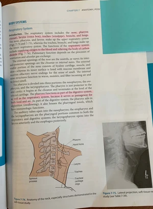 Comprehensive Guide to Respiratory System & Chest Radiography ...