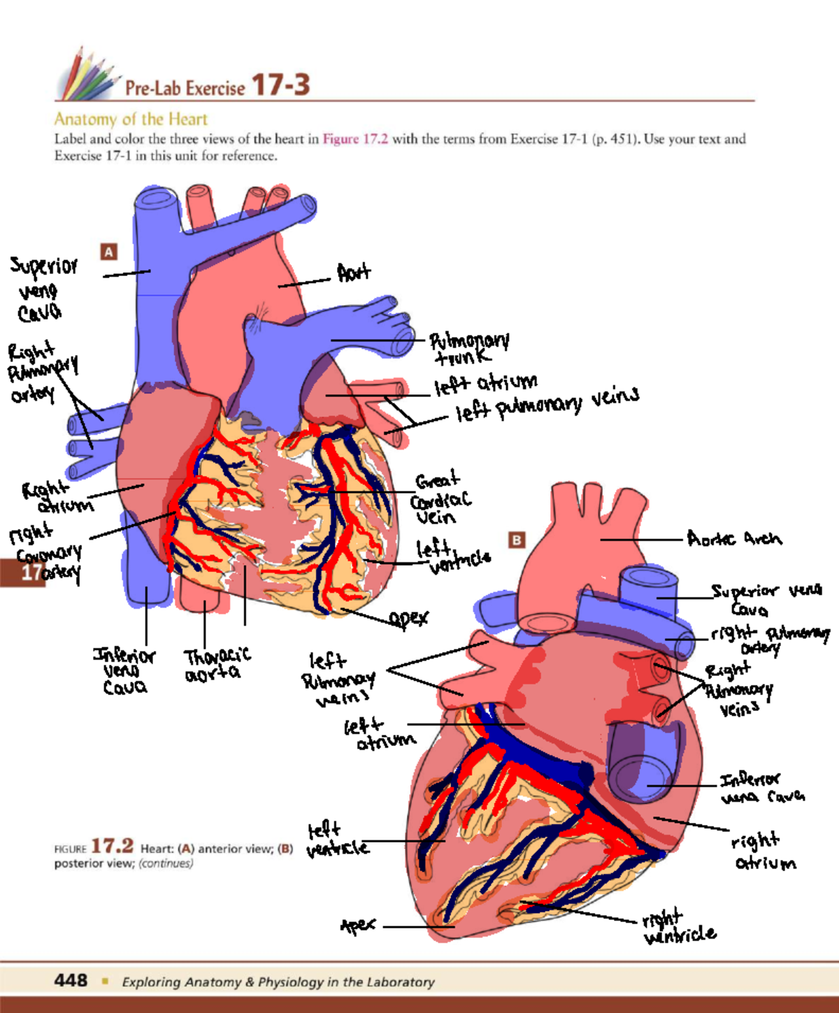 Unit 17 - Heart Anatomy Assignment: Labeling and Functions - Studocu