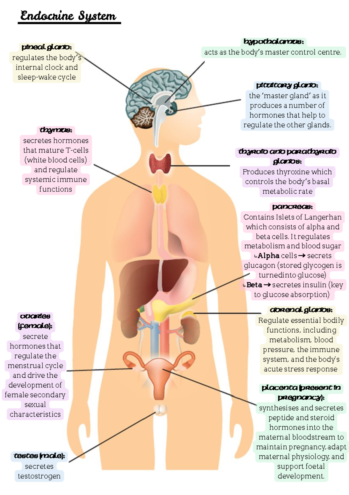 Endocrine System Organs And Functions