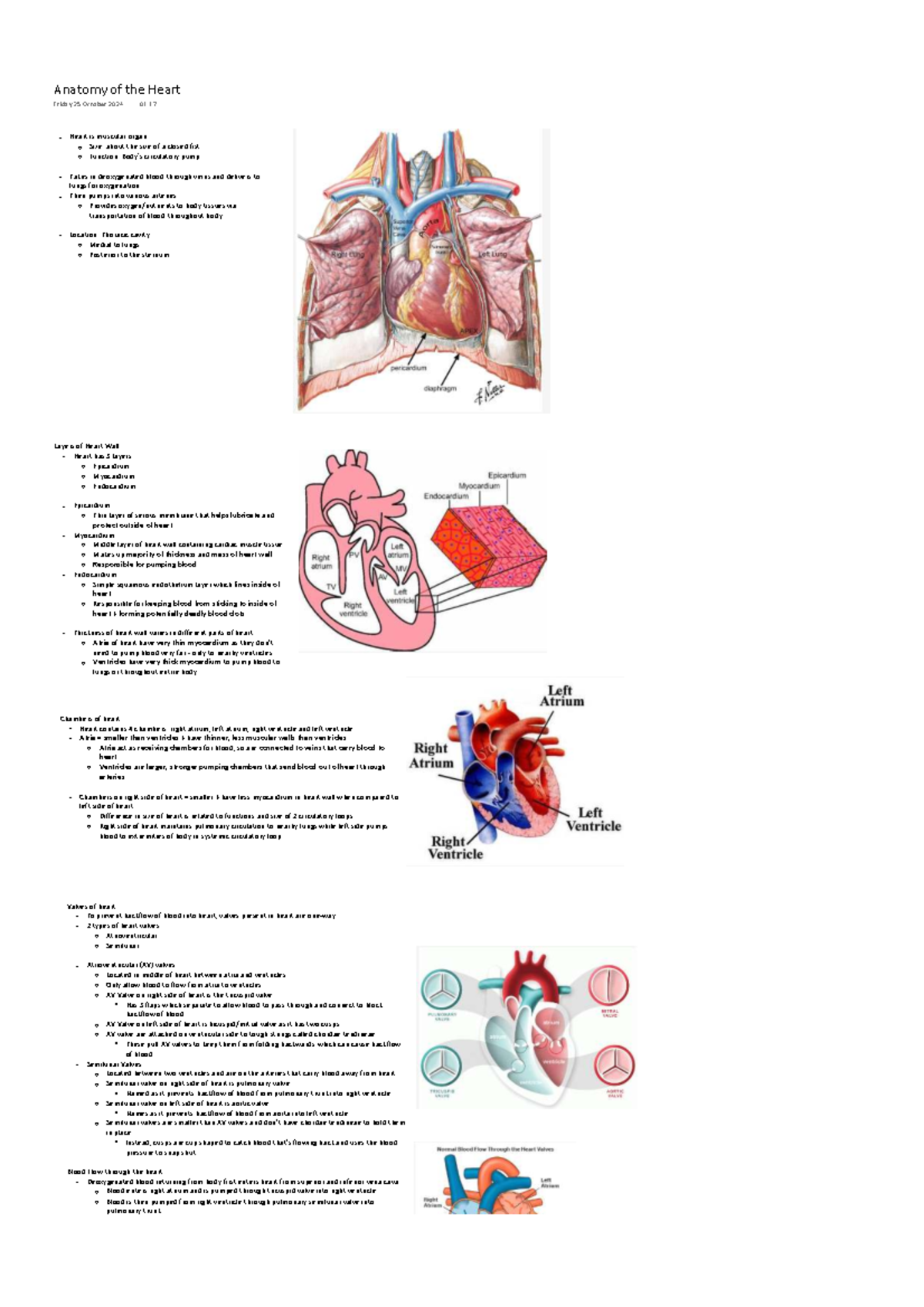 Cardiac Cycle Phases & Mechanisms Overview - (GPT) - Studocu