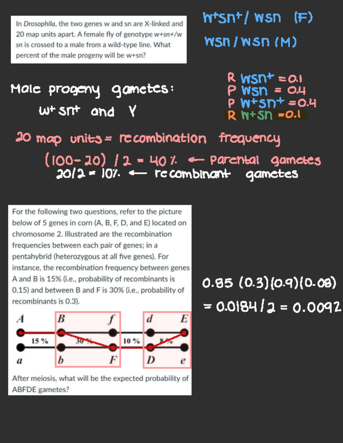 Exam 2 Vocab list - Exam 2 Vocab List: Replication & Gene