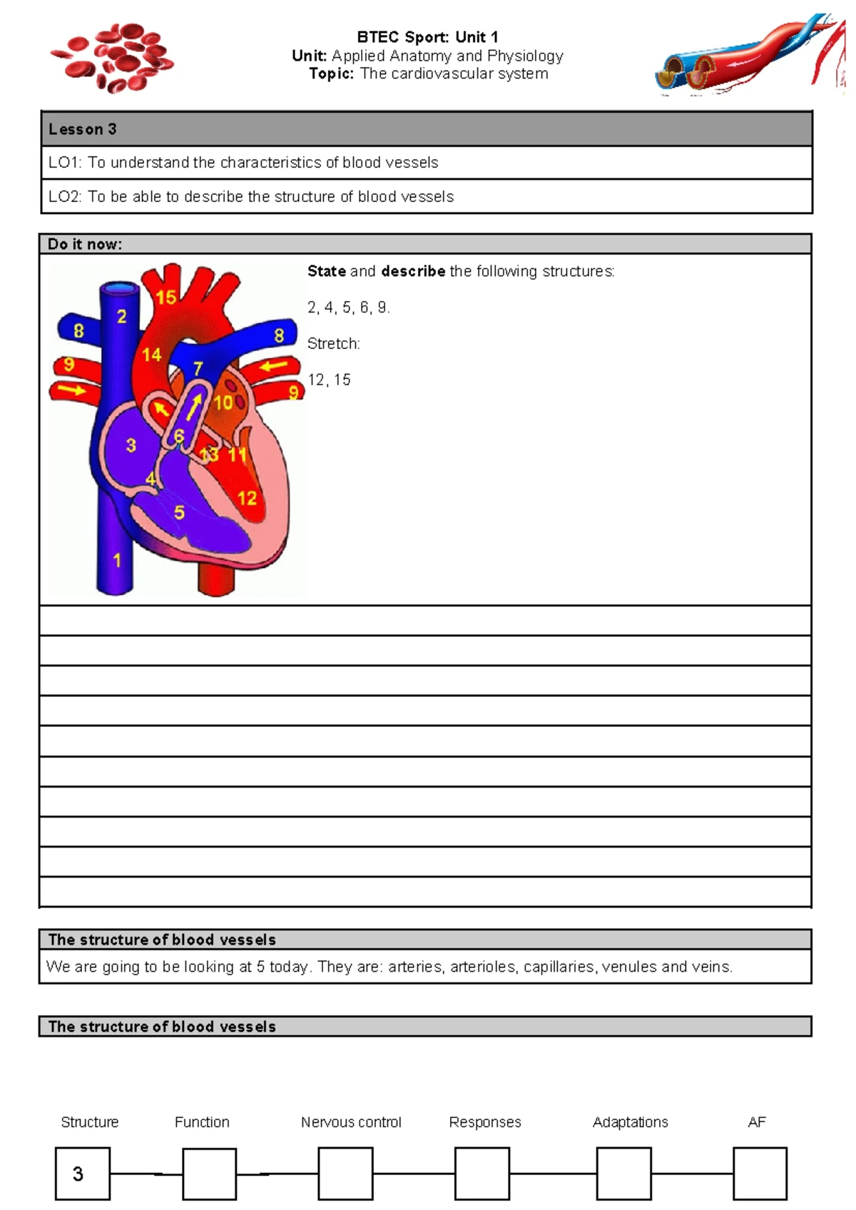 BTEC Sport L2: Lesson on Cardiovascular System & Heart Anatomy - Studocu