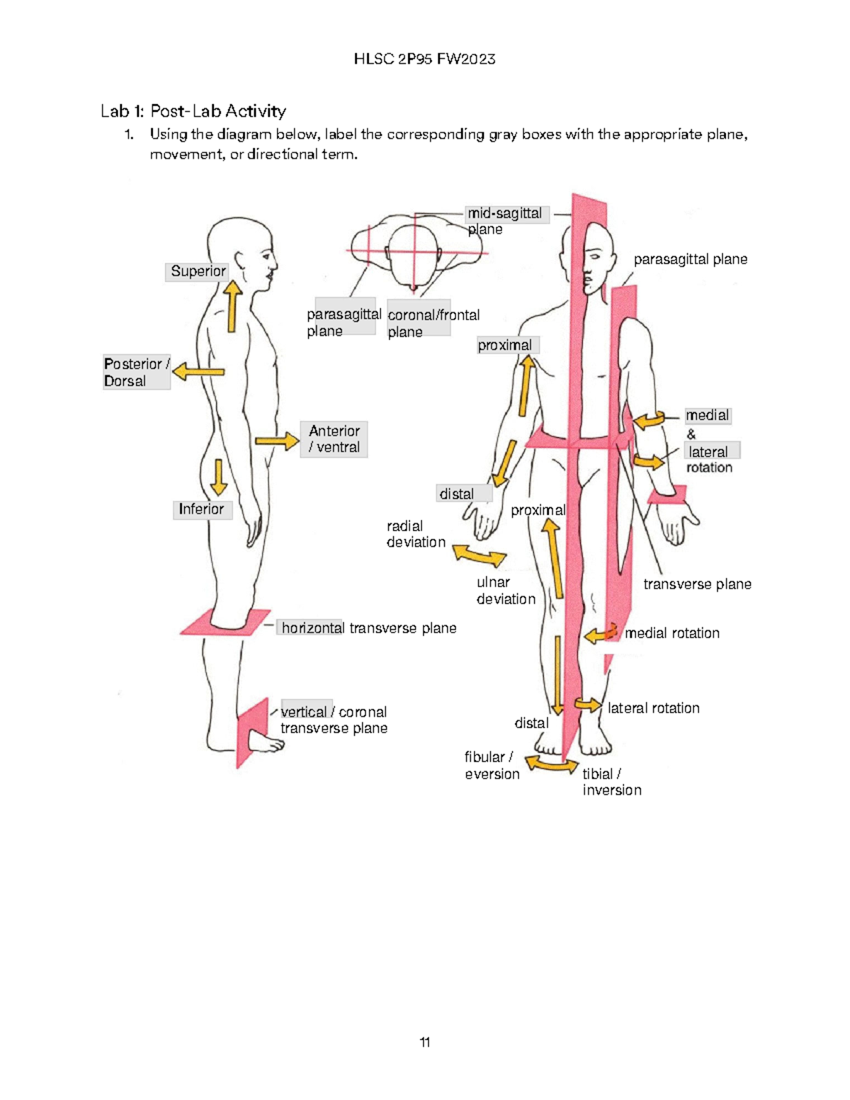 HLSC 2P95 Lab 1 Worksheet: Post-Lab Activity Instructions - Studocu