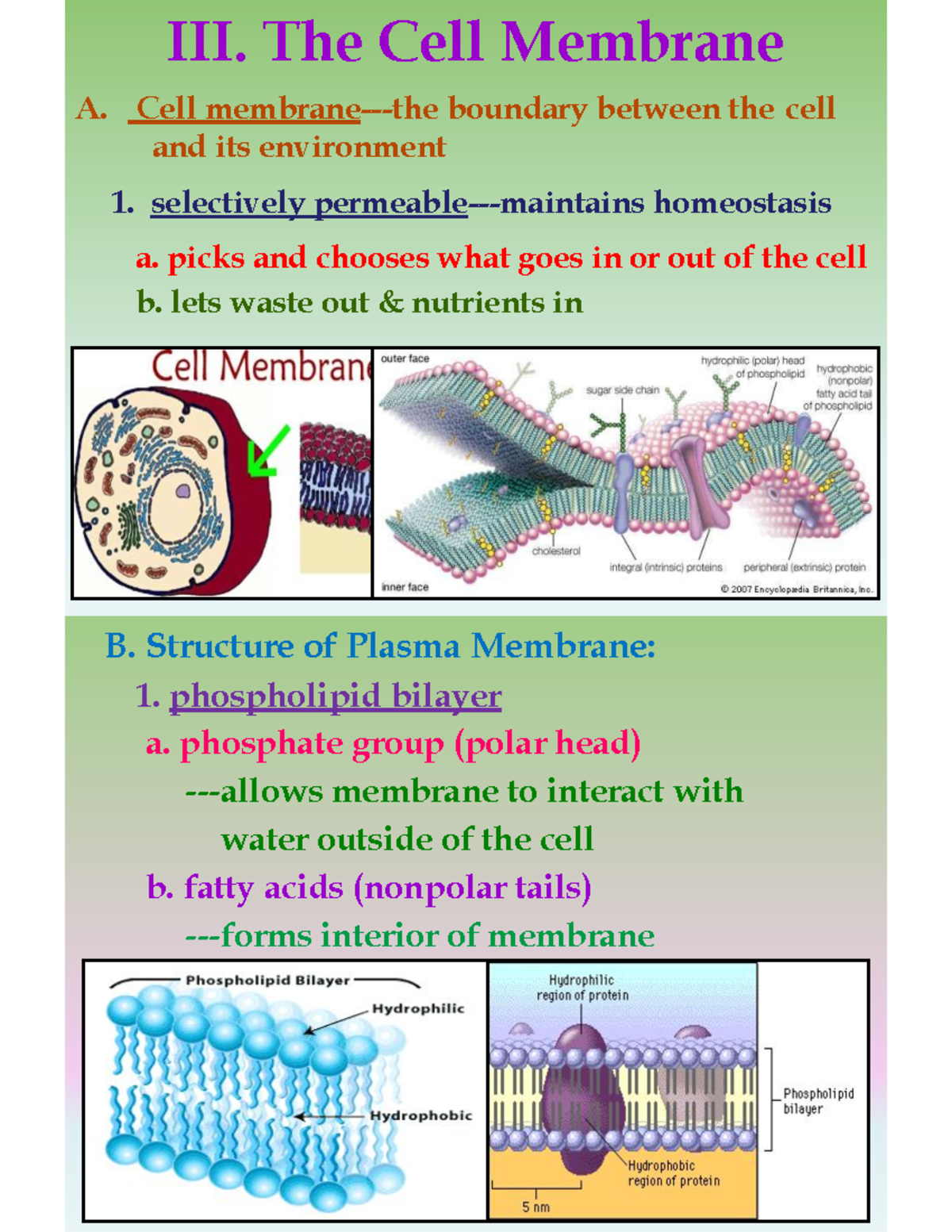 Cell Membrane (color glue-in) - III. The Cell Membrane A. Cell membrane ...
