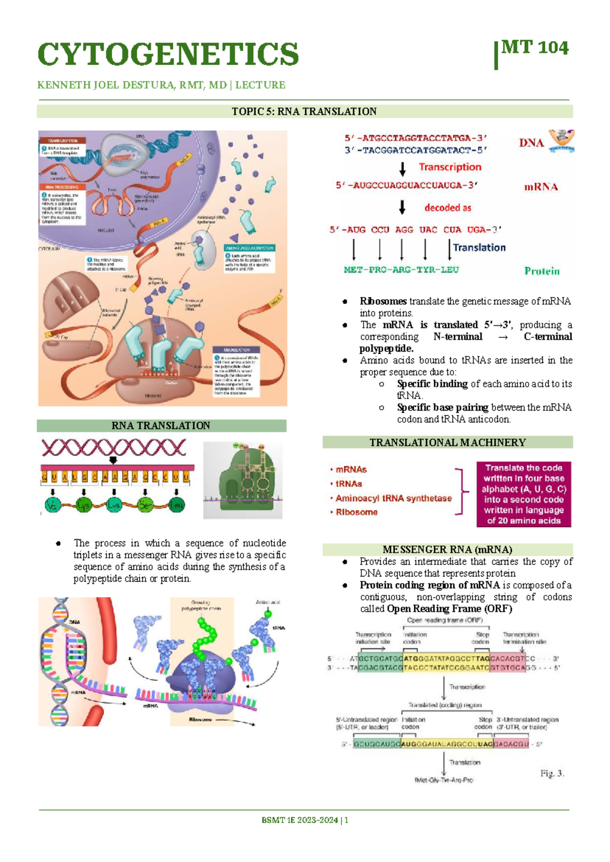 MT 104 - Cytogenetics Lecture: Topic 5 - RNA Translation Overview - Studocu