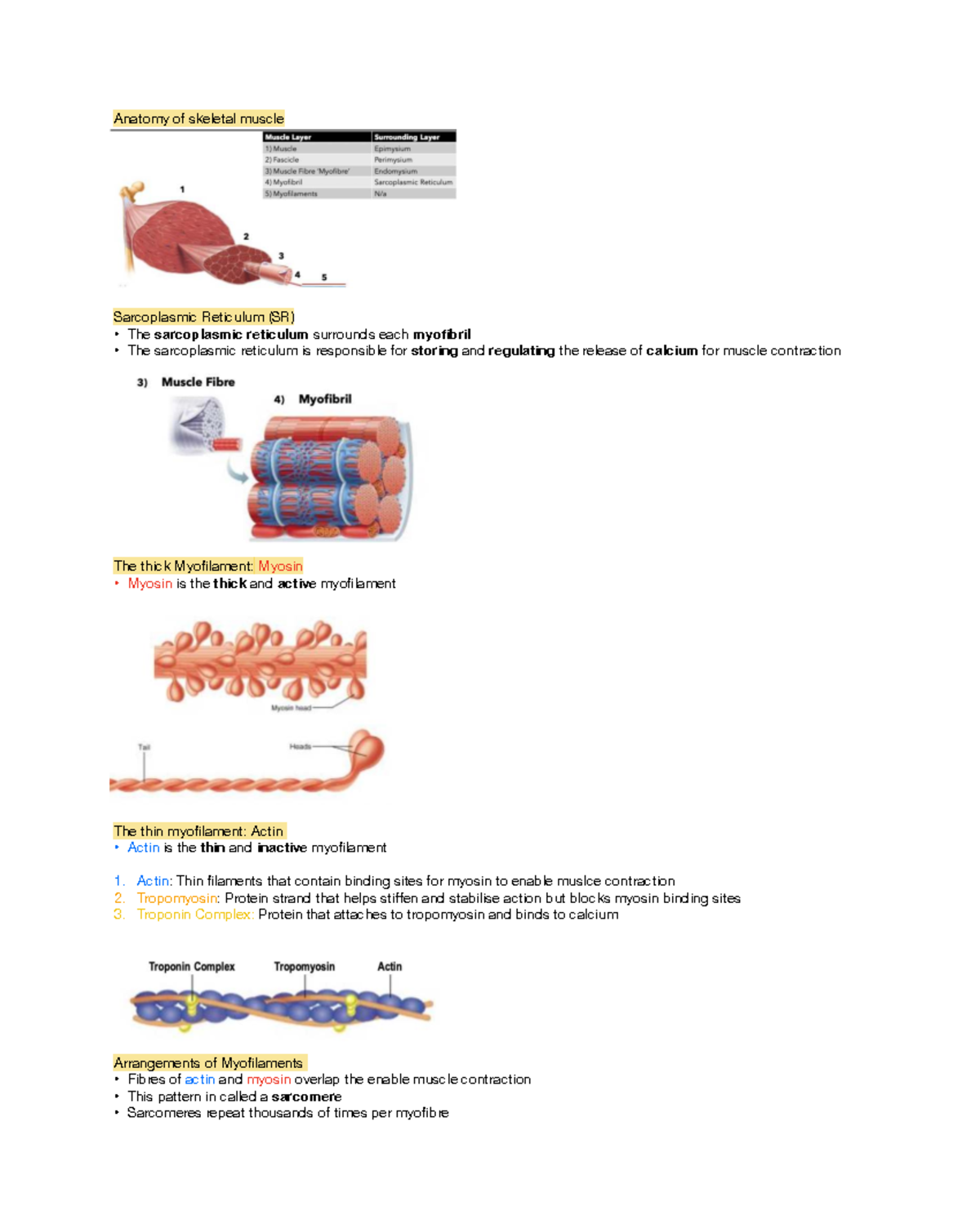 Skeletal Muscle Contraction: Anatomy & Physiology Overview - Studocu