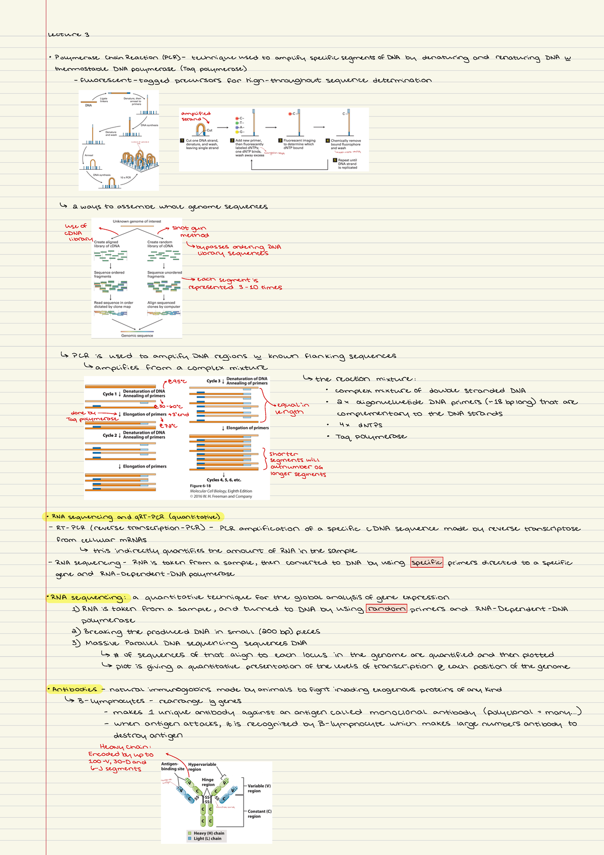 Lecture 3 Notes: PCR Techniques & RNA Sequencing Insights for Biology ...