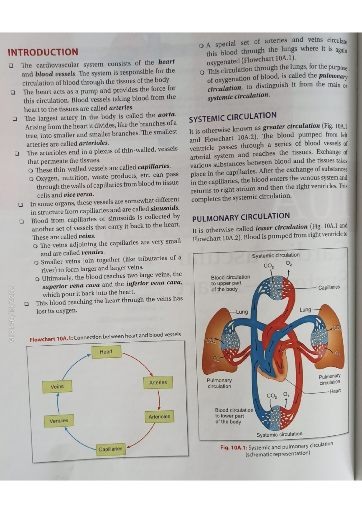 Cardiovascular System Overview - Heart Function and Structure - Studocu