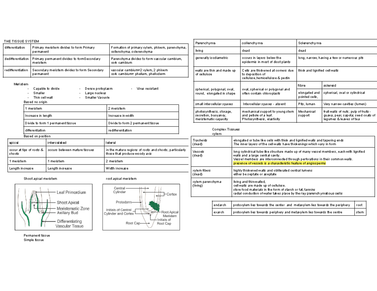 Anatomy of flowering plants - Google Docs - THE TISSUE SYSTEM ...
