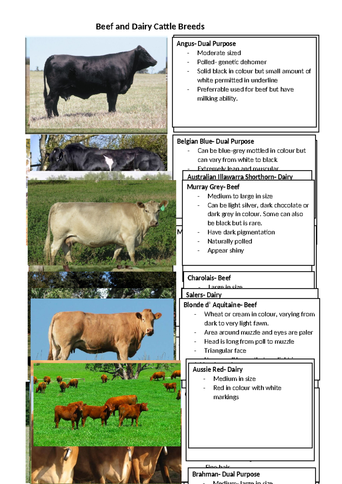 Beef and Dairy Cattle Breeds Overview: Droughtmaster, Angus, and More ...
