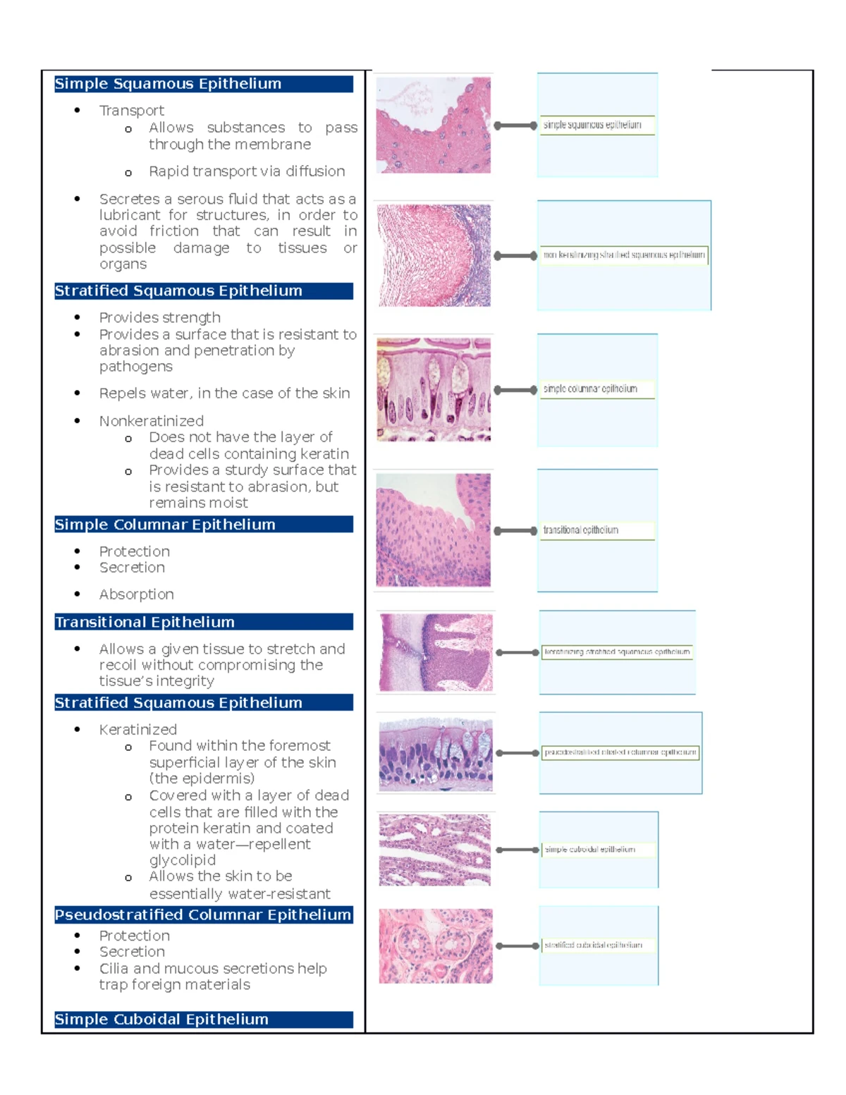 BIOS251 Exam 1 Comprehensive Study Guide for Chapters 1 & 2 - Studocu