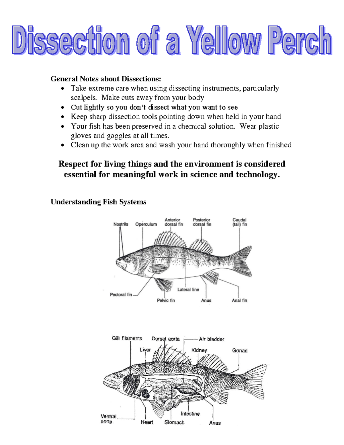 Perch Fish Anatomy Diagram