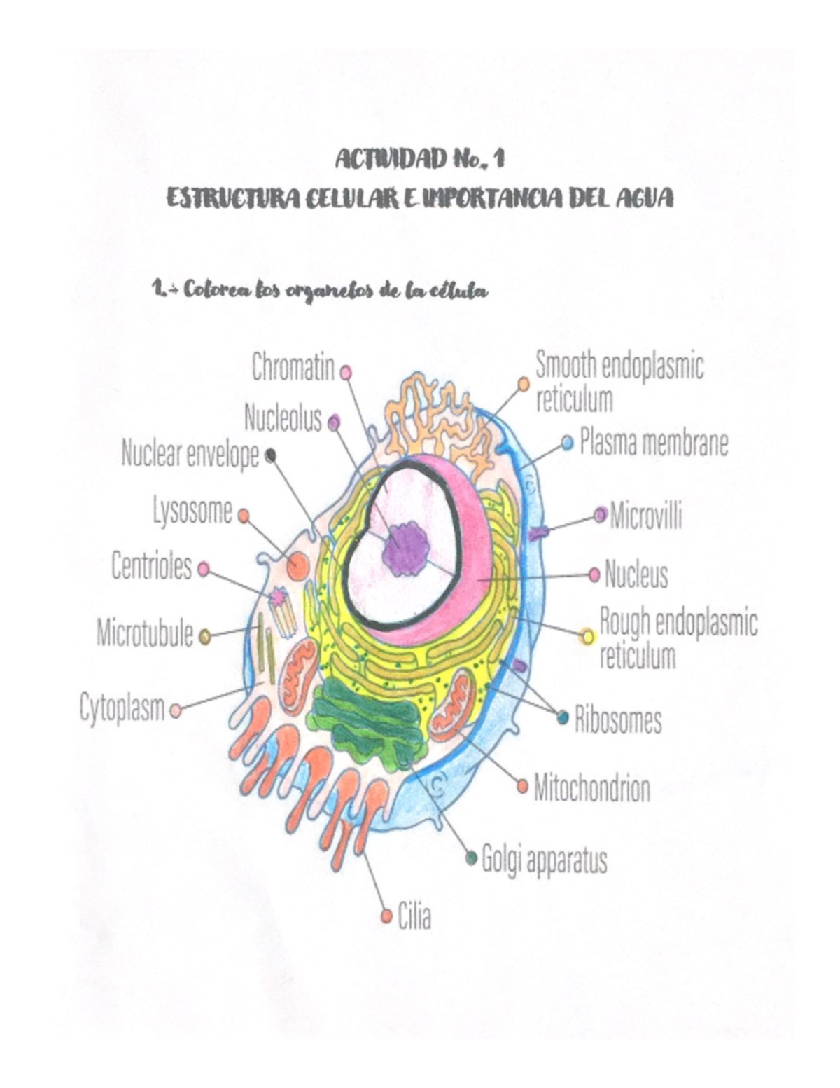 Estructura Celular E Importancia DEL AGUA - ACTIVIDAD No. 1 ESTRUCTURA ...