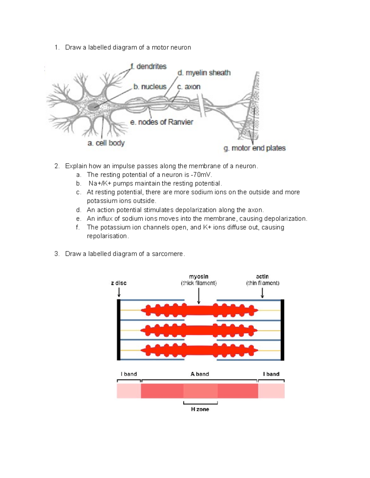 Biology 101: Practice Paper 2 on Neurons and Human Physiology Concepts ...