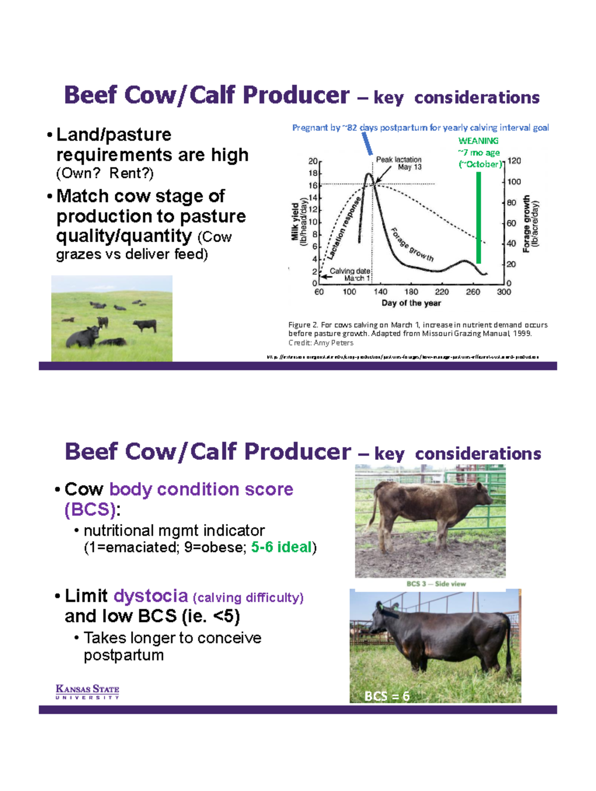 Beef Cow/Calf Production: Key Mgmt Considerations & Practices - Studocu
