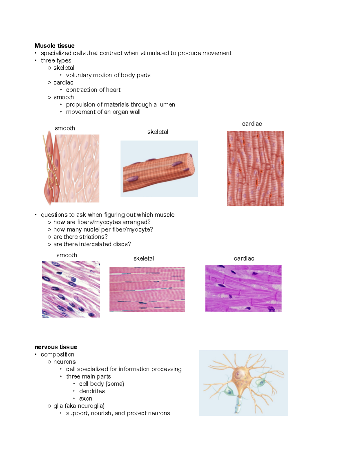 Ch 5 Lecture PT 2 - Muscle & Nervous Tissue Overview - Studocu
