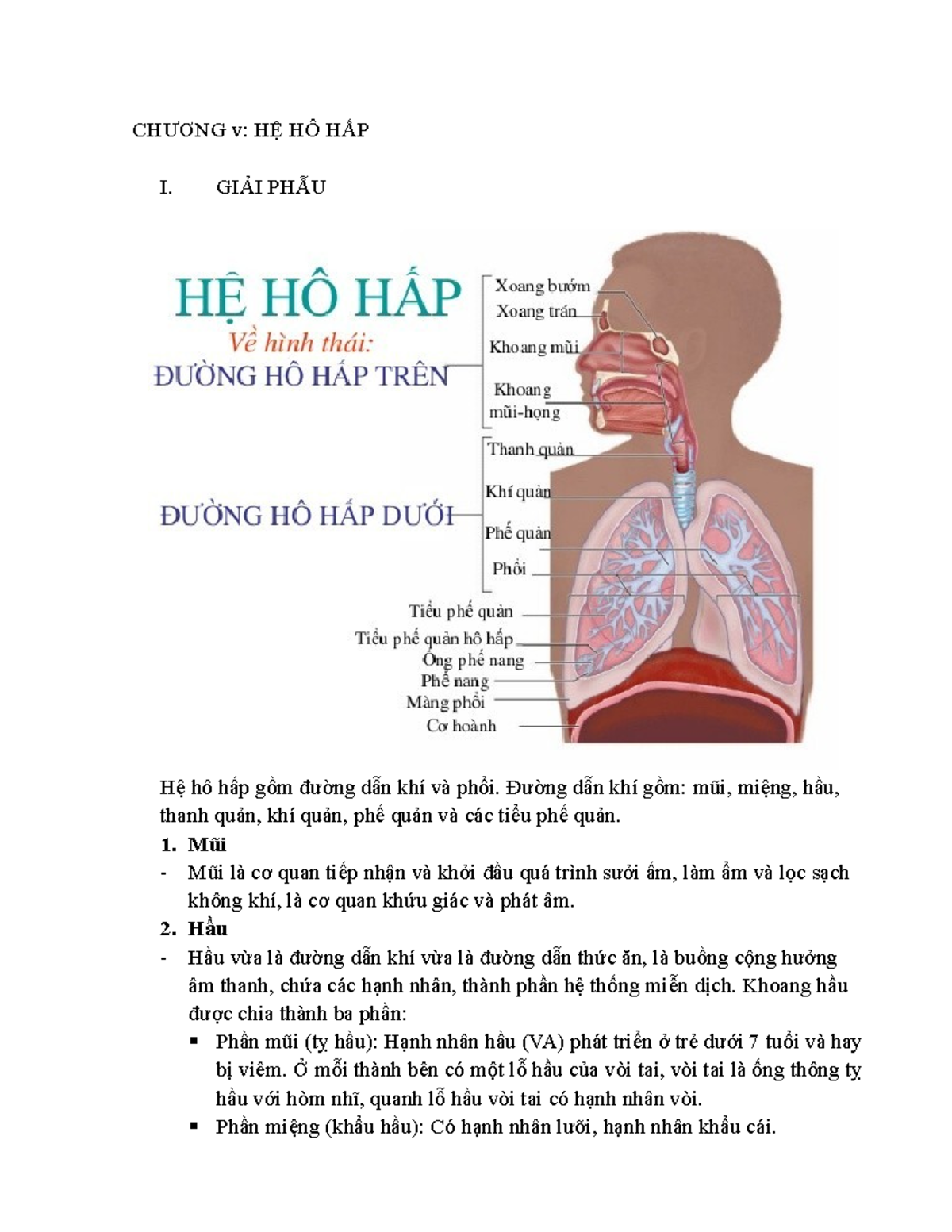 GIẢI PHẪU CHI TIẾT CÁC CƠ QUAN HÔ HẤP TỪ MŨI ĐẾN PHỔI