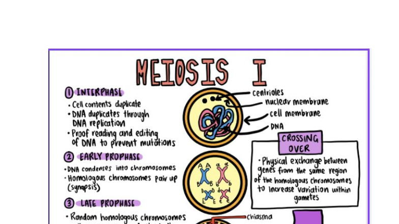 MEIOSIS I & II: Detailed Overview of Cell Division Processes - Studocu