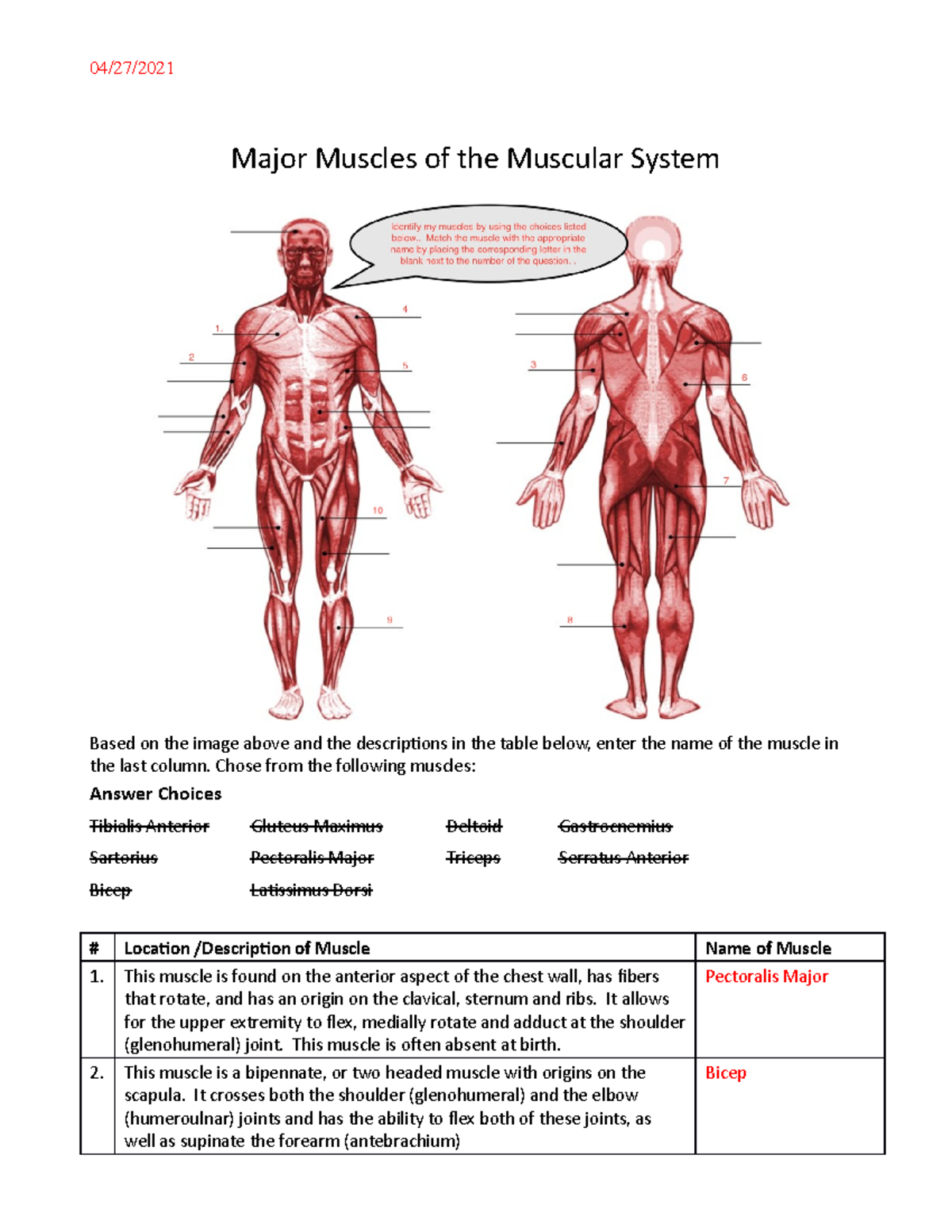 Major Muscles of the Muscular System Worksheet for Study - Studocu