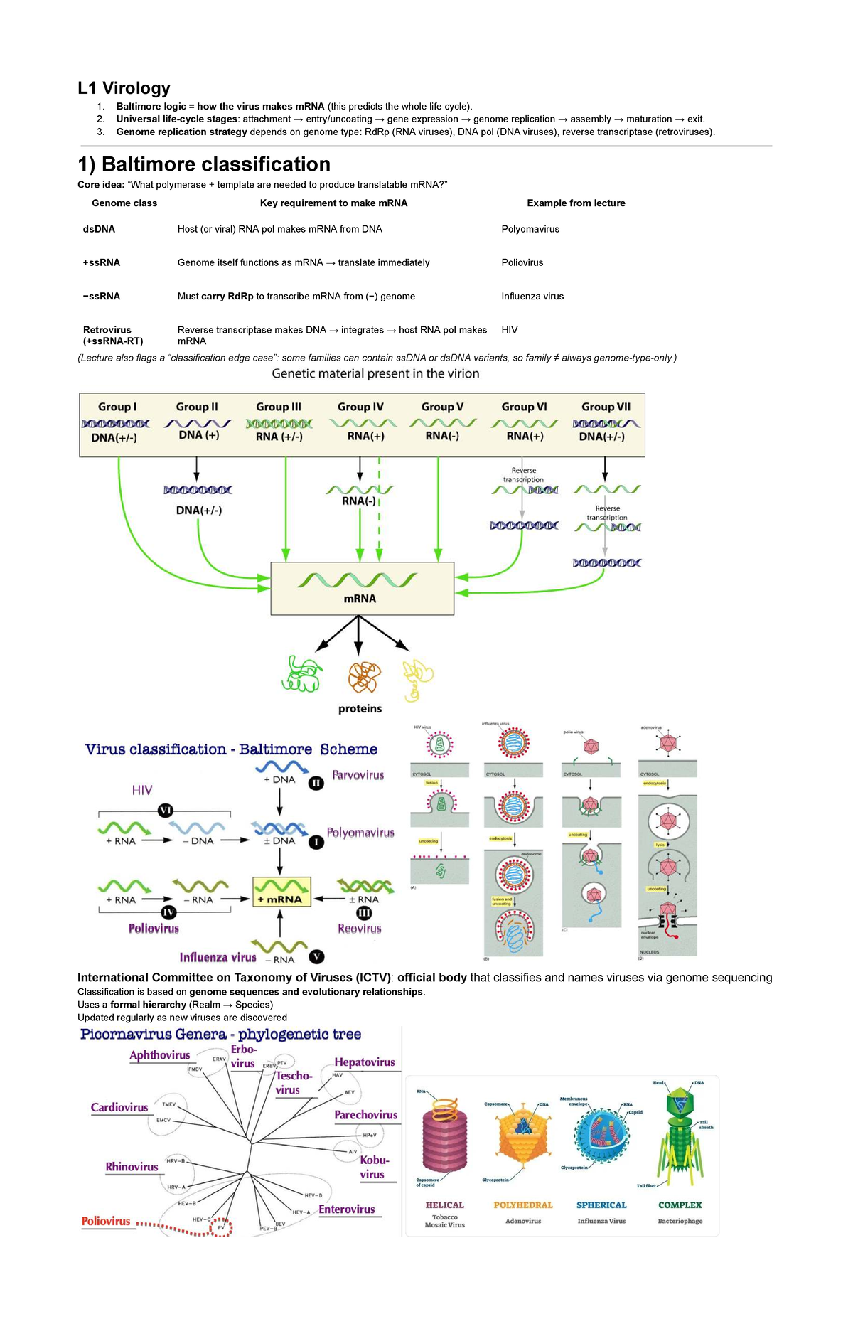 L1 Virology Lecture: Baltimore Classification & Poliovirus - Studocu