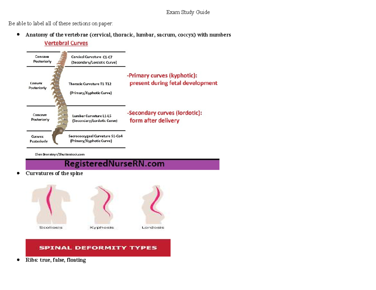 ANATOMY AND PHYSIOLOGY JOINTS STUDY GUIDE visual data 6