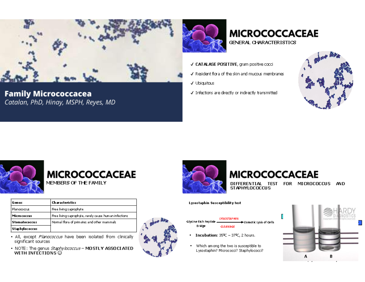 Strep and Micrococcus Identification - General Characteristics and ...