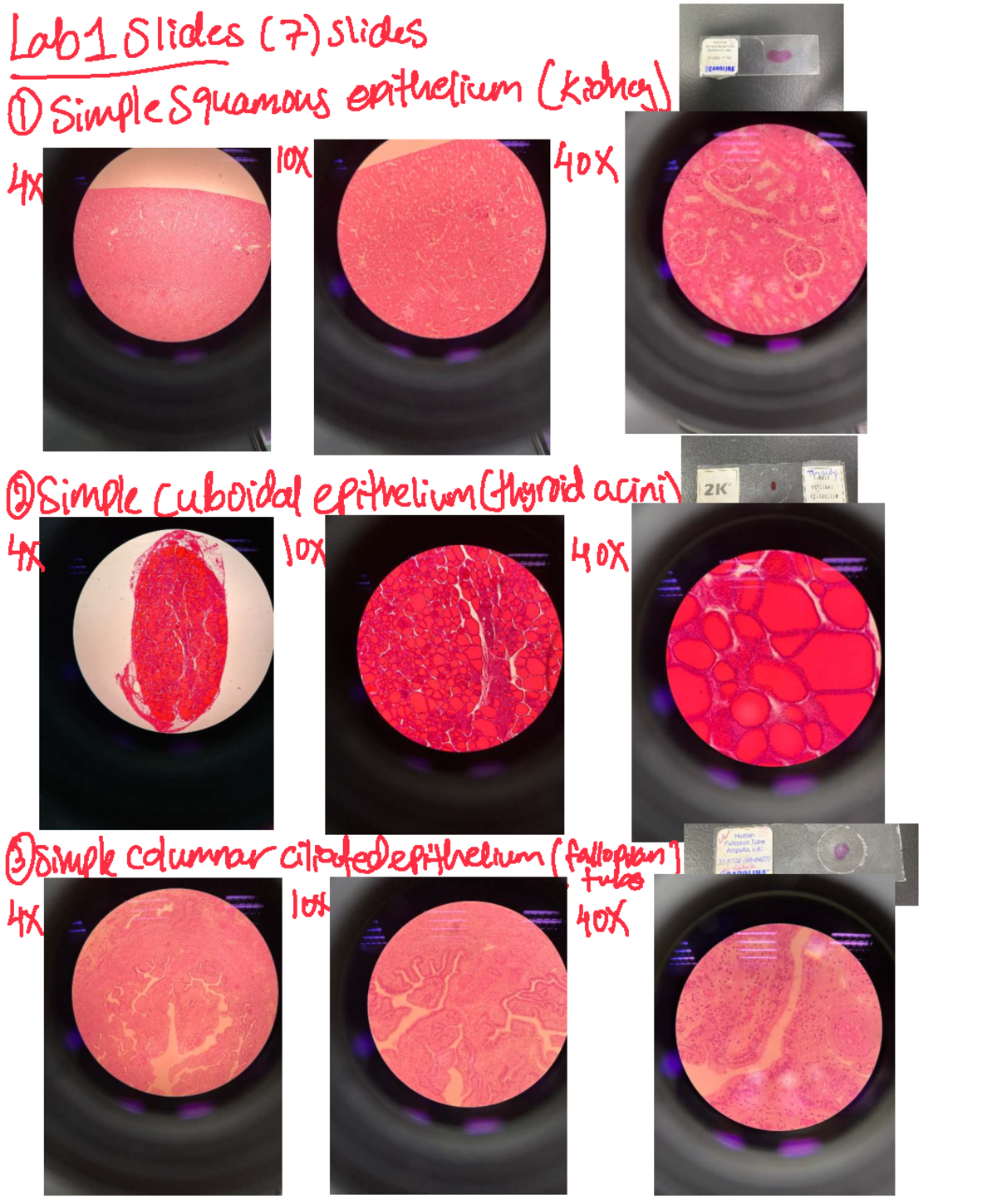 Histo Lab Slides: Mammal Tissue Types & Microscopy (H6328, H6322) - Studocu
