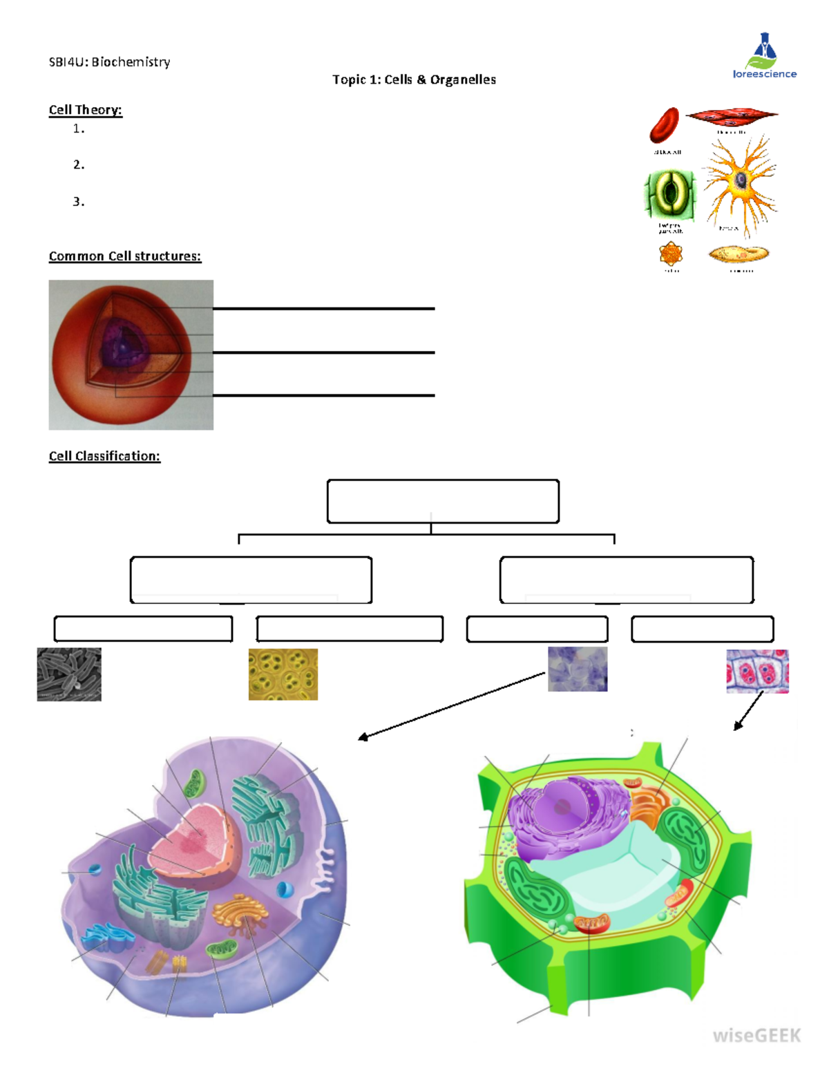 T1 cells organelles nt - Cell Organelle Review - SBI4U: Biochemistry ...