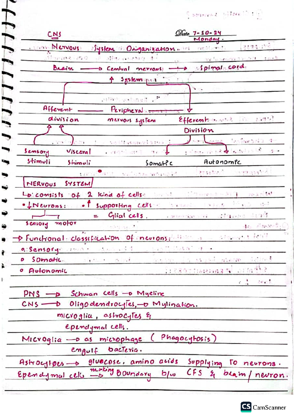 CNS 101: Neuroanatomy Overview and Nervous System Functions - Studocu