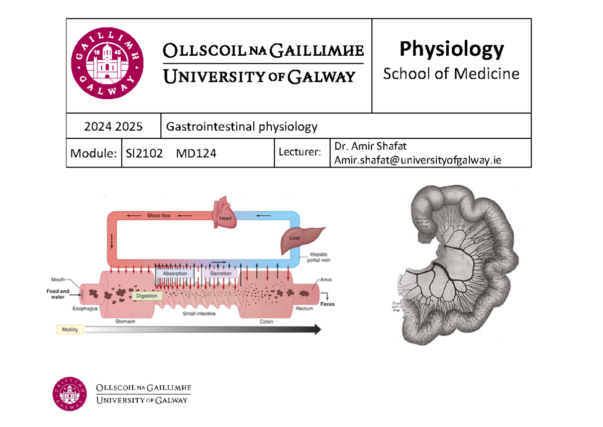 GI 2024-25 Lecture Notes: Gastrointestinal Physiology (SI2102 MD124 ...