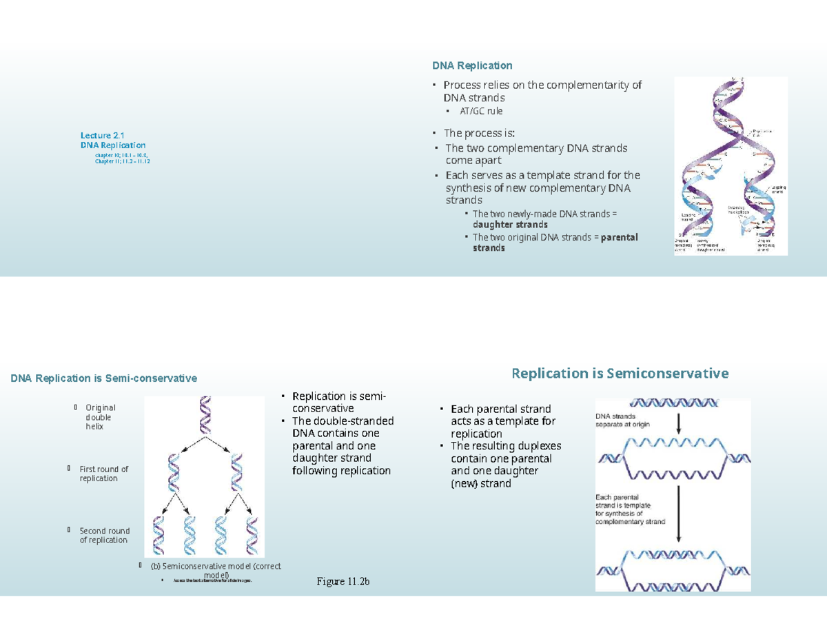 DNA Replication Process: Lecture 2.1 Overview and Key Concepts - Studocu