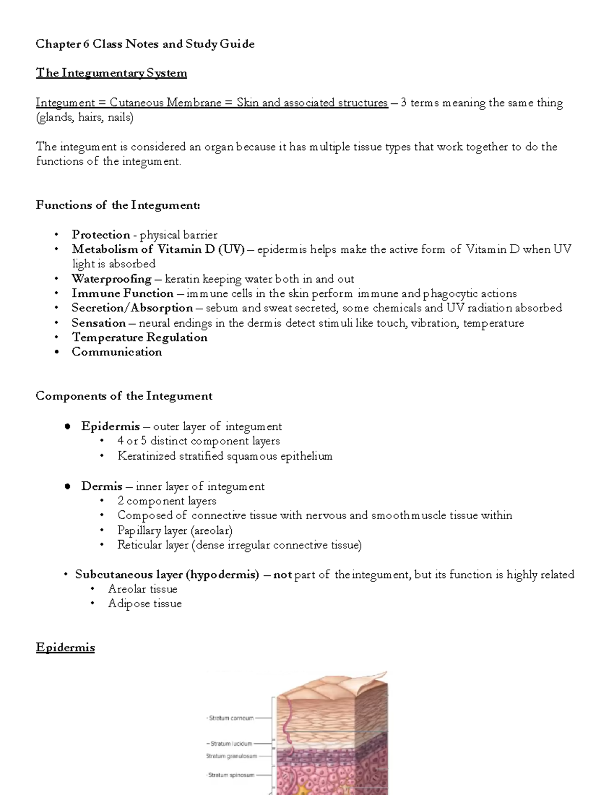 Ch 6 Integumentary System Notes - Chapter 6 Class Notes and Study Guide ...